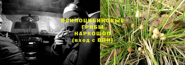 хмурый Аркадак